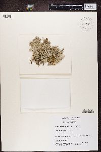 Cladonia rangiferina image