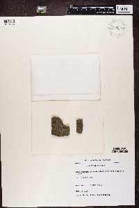 Image of Enterographa elaborata