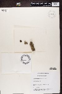 Physconia grisea image