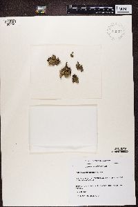 Parmelia saxatilis image