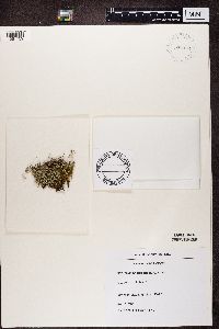 Cladonia furcata image