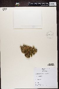 Peltigera praetextata image