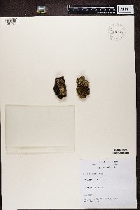 Parmelia saxatilis image