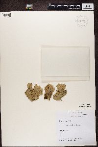 Peltigera canina image