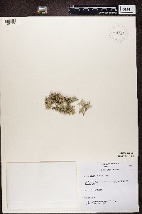 Pseudevernia furfuracea image