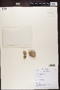 Baeomyces rufus image