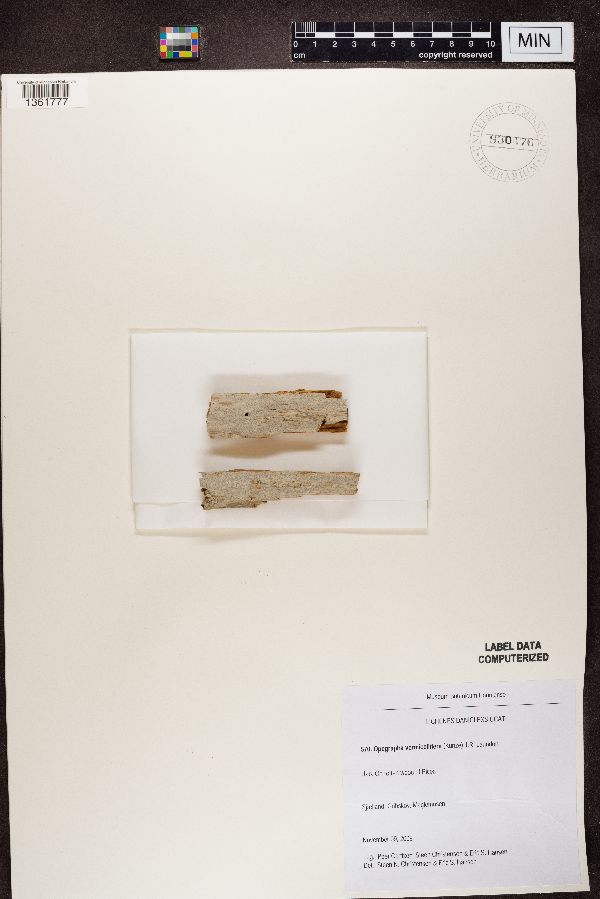 Opegrapha vermicellifera image