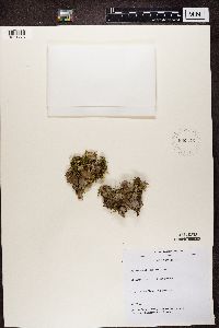 Peltigera rufescens image