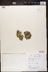 Platismatia glauca image