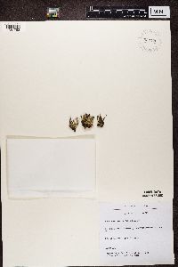 Cladonia ramulosa image