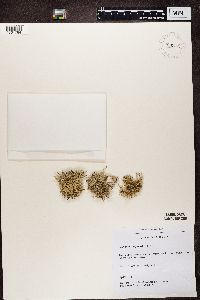 Cladonia rangiferina image