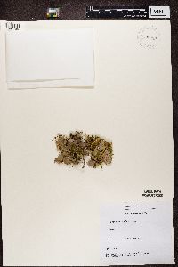 Peltigera rufescens image