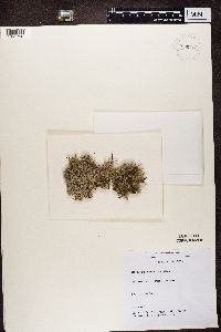Cladonia portentosa image