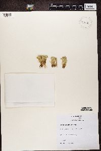 Cladonia uncialis image