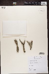 Hypogymnia physodes image