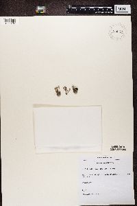 Cladonia chlorophaea image