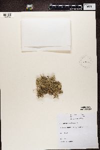 Cladonia portentosa image