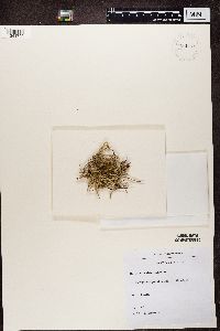 Cladonia scabriuscula image