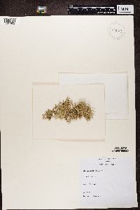 Evernia prunastri image