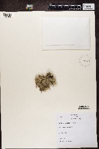 Cladonia portentosa image