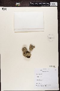 Parmelia sulcata image