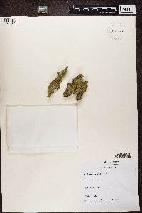 Flavoplaca citrina image