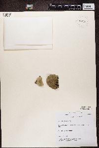 Lecanora chlarotera image