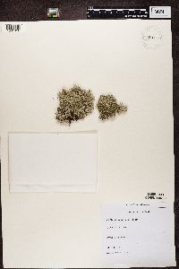 Cladonia portentosa image