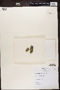 Xanthoparmelia conspersa image