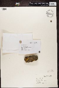 Alyxoria varia image