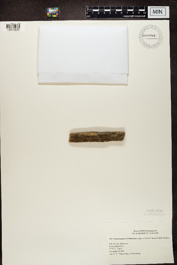 Hypocenomyce caradocensis image
