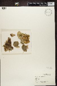 Peltigera membranacea image