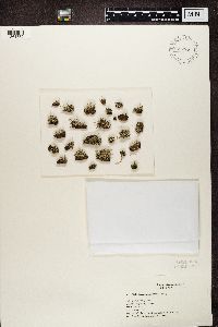 Cladonia coniocraea image