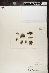 Parmelia sulcata image