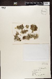 Cladonia portentosa image