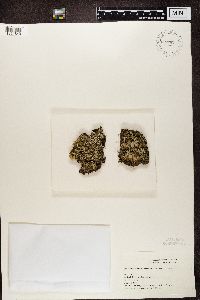 Cladonia chlorophaea image