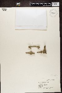 Physcia adscendens image