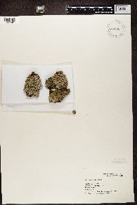 Parmelia sulcata image