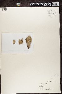 Phlyctis argena image