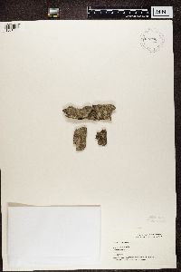 Lecanora chlarotera image