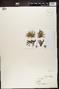 Ramalina farinacea image