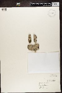 Phlyctis argena image