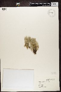 Cladonia portentosa image