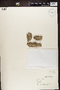 Lecanora chlarotera image