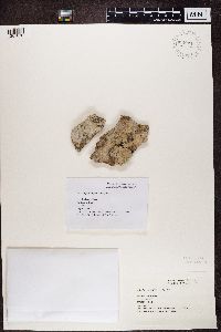 Phlyctis argena image