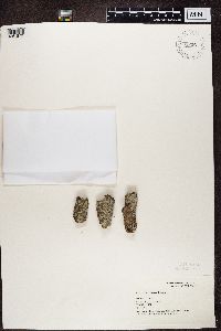 thumbnail image of current specimen