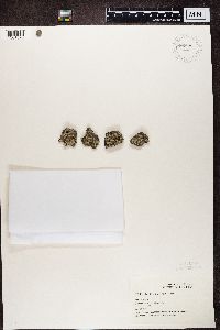 Physcia adscendens image