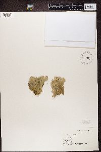 Peltigera canina image