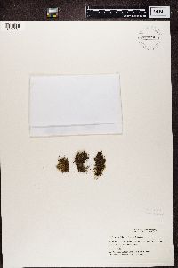 Peltigera didactyla image