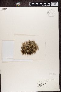 Cladonia furcata image